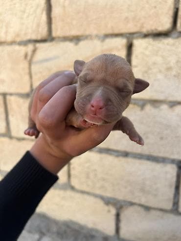 taksa iti: Pitbul, Dişi — 2