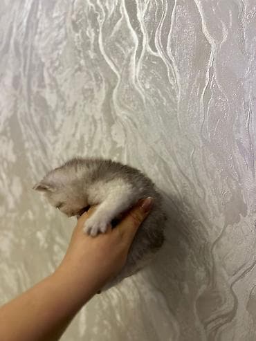 bala keçi: Britan — 5