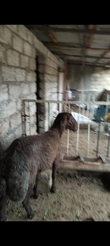 mal qara: Salam qardaşlar temiz qan damazlıq Erkey toğlu satılır 1 yaşı var — 5