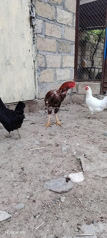 ucuz pişiklər: Məhsul: Xoruz (aşil/oyun tipi, uzun ayaqlı) Təsvir: - Rəng — 4