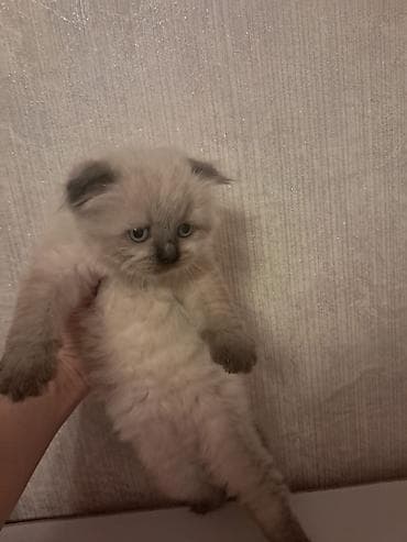 beyleqan sortu qoyun: Britan — 5