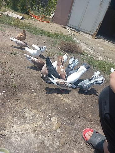 quş bazarı: Goyercinlerin hamsi satilir 17 edet qusdu hamsi 100 manat unvan — 4