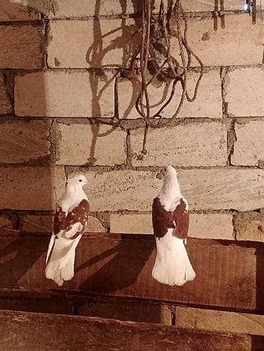 Птицы: Salam iran miz kekiller bir cüt satılır reyal alıcıya endirim olacaq — 8