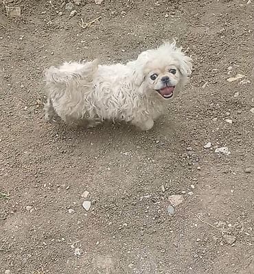maltez it: Pekines, 4 ay — 1