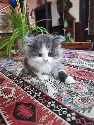 где продаются котята: Шиншилла, Самец, Самка — 5