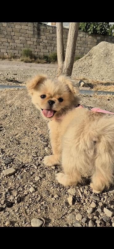it bazari 2019: Pekines, 5 ay, Dişi, Peyvəndli — 1