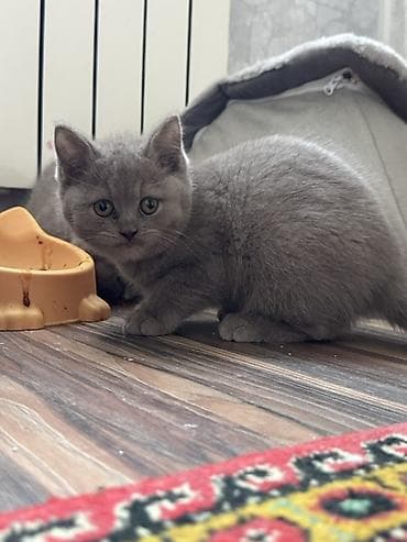 pisiy: Britan, Yaxşı əllərə — 3