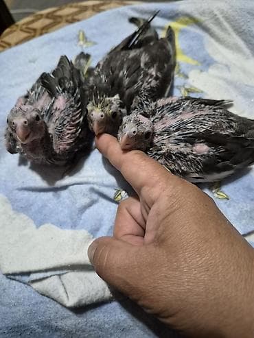 Növ: Nimfa tutuquşusu (Cockatiel) balaları Rəng: Tünd-boz tonlar