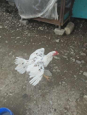 toyuq cüce: Ağ rəngdə, səpəli naxışlarla erkək toyuq. Uzun boyunlu, geniş döşlü — 4