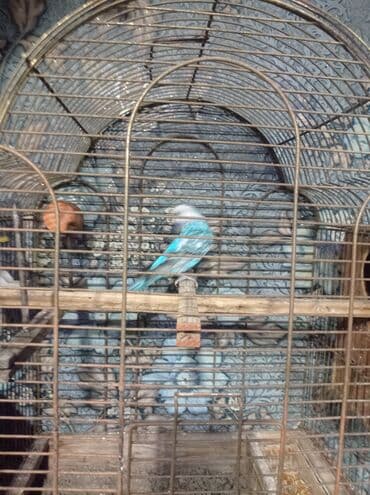 Digər heyvanlar: Məhsul: Dalmatin naxışlı mavi-bəyaz dalğıç (budaqçı) tutuquşu – qəfəs — 3