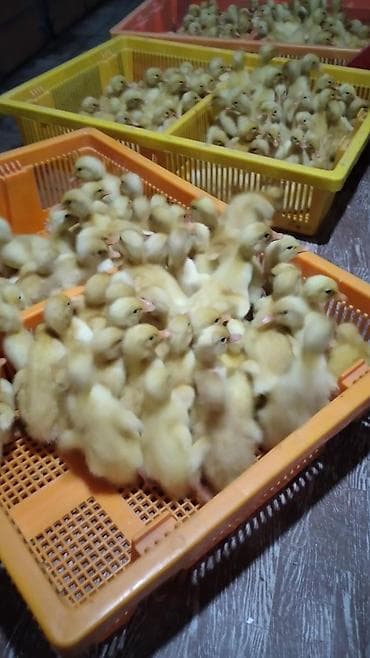 Yemlər: Dişi, | Kuban, Damazlıq, Ödənişli çatdırılma — 4