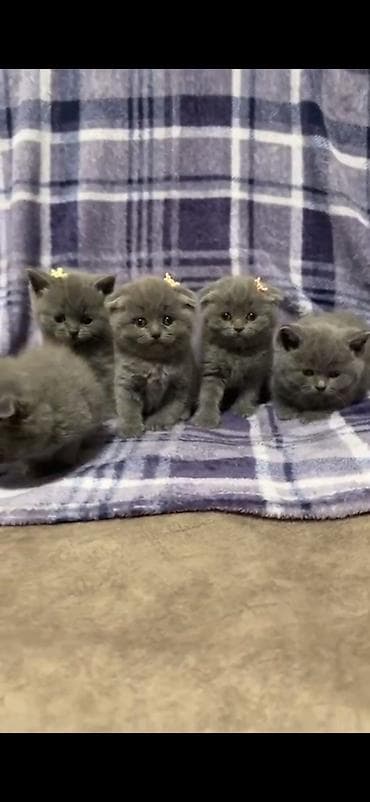 Şinşilla, Erkək, Dişi