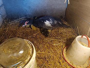 ördek: 15 ədəd 4 günlük təmiz cins lal ördək balaları.Macar,Mirvari,fındığı — 1