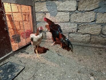 Qoyunlar, qoçlar: Xoruzlar — 3