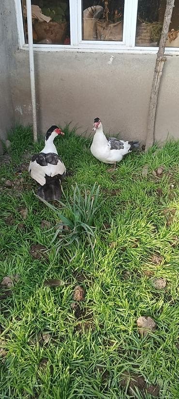 Atlar: SATILIR CÜT TƏMİZ ORGİNAL BLƏÇKHƏAT XORUZ FƏRƏ — 3