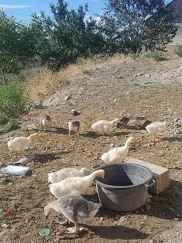 Qazlar: Erkək, Damazlıq, Ünvandan götürmə — 3