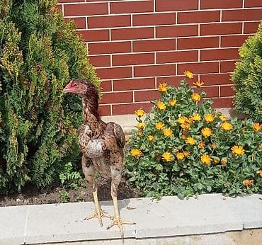 xoruz satlir: Salam herkesə güclü cins heyratı fərə satıram 10 aylıqdır dik duruşu — 2