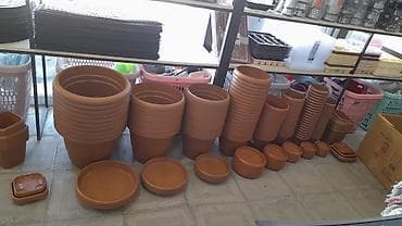 pion gulleri: Dibcek yumru gul qabi yumru Kamod dolab şkaf komidin skaf Kamod 5 — 1