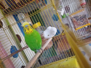 xari bulbul sepleri: Sağlam qizğin erkeydir Real alıcı elaqe saxlasin — 1