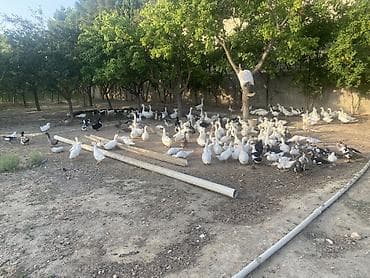 Qazlar: Şəkillərdə müxtəlif növ ev quşları görünür: əsasən ağ qazlar, ördəklər — 3