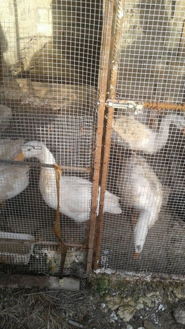 доска объявлений птицы: Qazlar 3 dene — 2