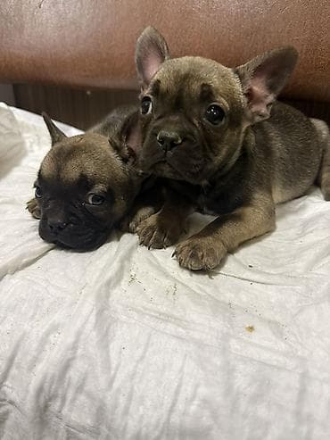 qax heyvan: Fransız buldoq balaları - Cins: Fransız buldoq - Rəng: tünd — 1