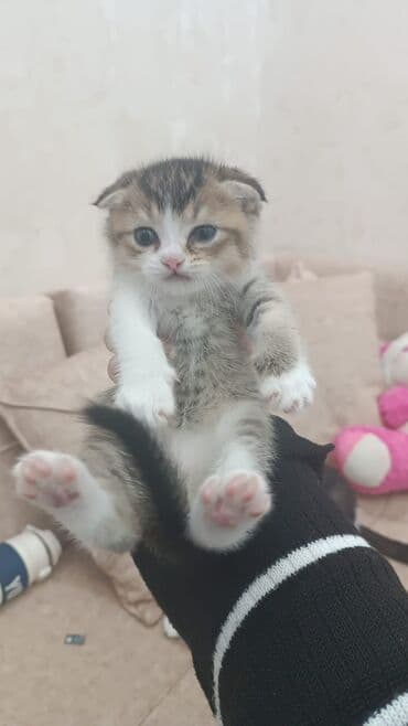 Gəmiricilər: Şotland yastı qulaq, Erkək, Yaxşı əllərə, Ünvandan götürmə, Pulsuz çatdırılma, Ödənişli çatdırılma — 1