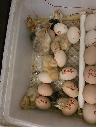 куры тоджон: Куриные цыплята, Для разведения — 3