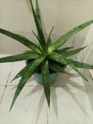 Уличные растения: Aloe vera — 5