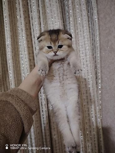 pişik tualet: Şotland yastı qulaq, Dişi, Yaxşı əllərə, Ödənişli çatdırılma — 6