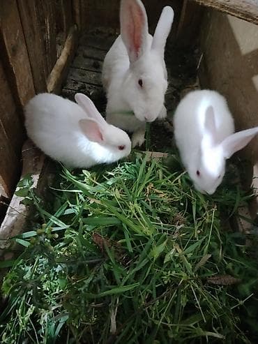 balaca pişik: Yeni doğulmuşdan ev şəraitində böyüdülmüş dovşanlar 9bala 1 ana dovsan — 1