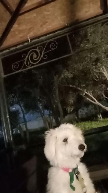 Ağ rəngli, tüklü, orta ölçülü it balası. Yumşaq, dalğalı kürkü və