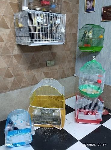 Qəfəslər 15-40 azn quslar 35-45-50 aznMüxtəlif ölçü və formalarda quş