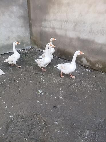 qaz balasl: Məhsul: Qaz və hind toyuqları (qarışıq sürü) Təsvir: - Ağ qazlar — 1