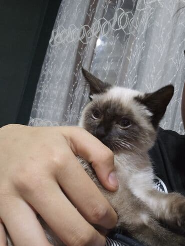 van pişiyi qiymeti: Siam, Dişi, Yaxşı əllərə, Ünvandan götürmə — 5