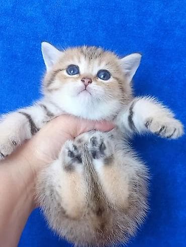 Britan, Erkək, Yaxşı əllərə, Ünvandan götürmə