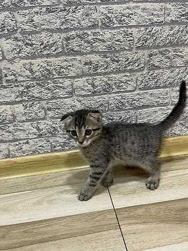 ev quslari adlari: Tabbi, Dişi, Yaxşı əllərə, Ünvandan götürmə, Pulsuz çatdırılma — 1