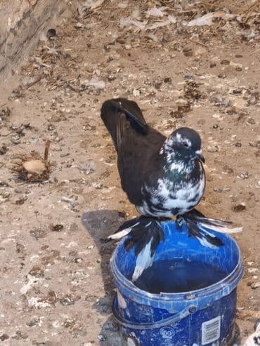 Tutuquşları: Iki maya bir erkek oynaq deyilər uçandılar — 4