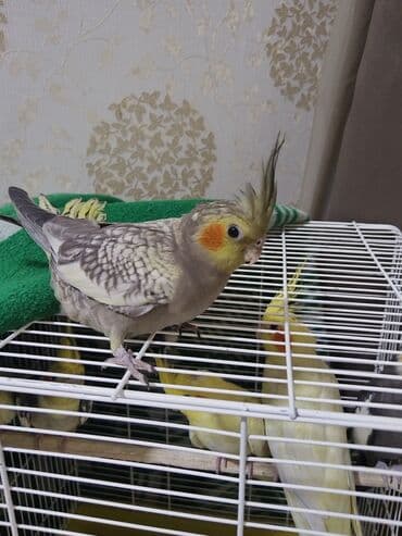 baliq tutmaq ucun yem: Nimfa (Cockatiel) tutuquşu - Növ: Nimfa (Nymphicus hollandicus) - — 1