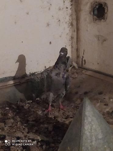 Quşlar: Cins göyərçin – boz-alaca rəngli, çəhrayı pəncəli, qısa gaga və açıq — 2