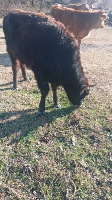 satilik inekler: Dana, buzov, Dişi, ay: 12, Damazlıq, Ünvandan götürmə — 8