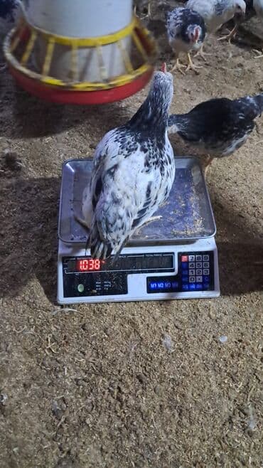 Gəmiricilər: Toyuq cücələri, Ətlik — 5