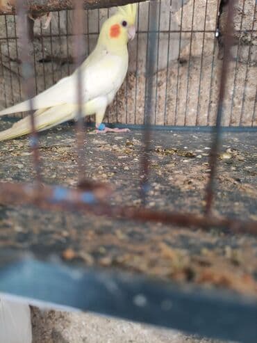 danişan quş: Danişan korella Aşkm Deyir Qewey oxuyur Hele baladi 3 ayliq Kankret — 2