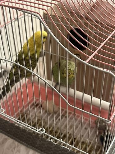 Dalğıç papağanlar (hullabüllülər) cütü və qəfəs dəsti. - Növ