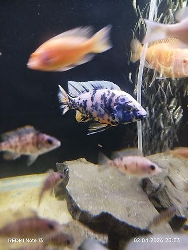 kangal balaları: Cixlid balığı, Yırtıcı, Ünvandan götürmə — 5
