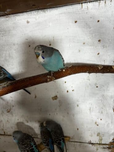 bala tutuquşu: Cütə hazır erkek mavi erkek tutuqusular satılır, əlaqə votsap yalnız — 6