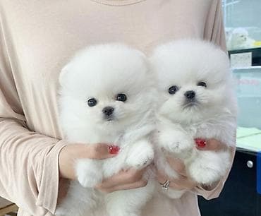 Şpitz, 2 ay, Sənədli