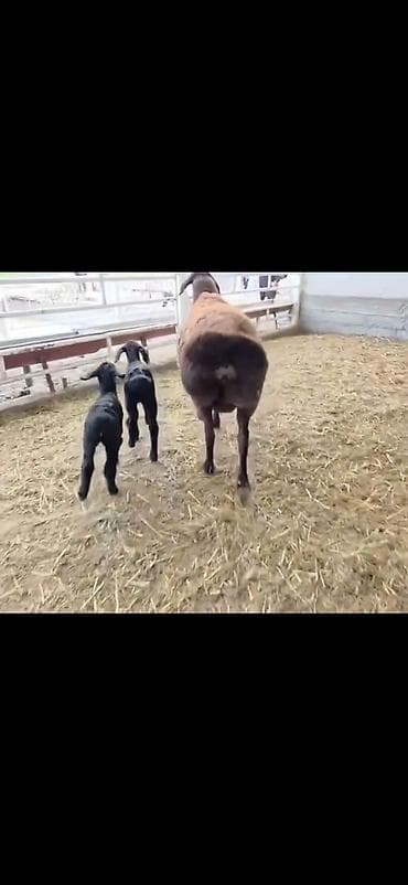 qusarda inek satilir: Qoyun və 2 quzu – ana ilə birlikdə - Cins: ehtimalən yerli — 2