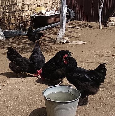 toyuq cinsləri: Toyuq, Australorp, Damazlıq, Ünvandan götürmə — 6