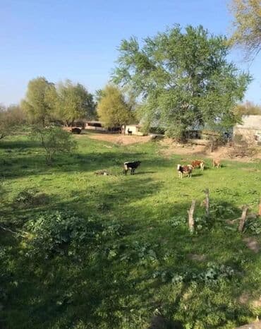 bina evləri bakı: 1500 sot, Kənd təsərrüfatı, Mülkiyyətçi, Kupça (Çıxarış) — 1